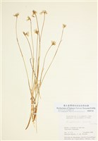 藏品(細稈羊鬍子草)的圖片